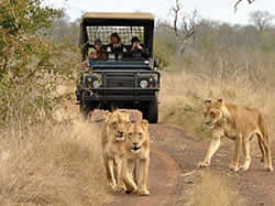 Big 5 Game experiences in Swaziland
